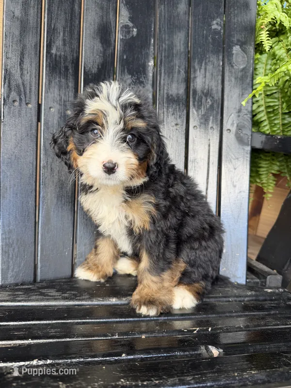 Molly – Bernedoodle puppy for sale in Shipshewana, IN