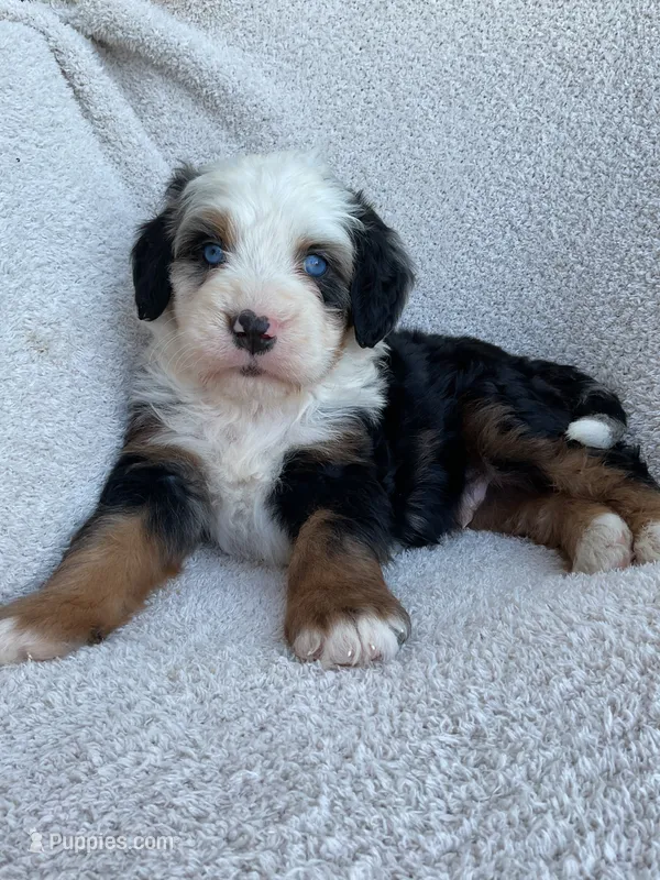 Rhett  – Bernedoodle puppy for sale in Shipshewana, IN