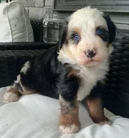 Rhett , a male Bernedoodle for sale in Shipshewana, IN – 3 of 3
