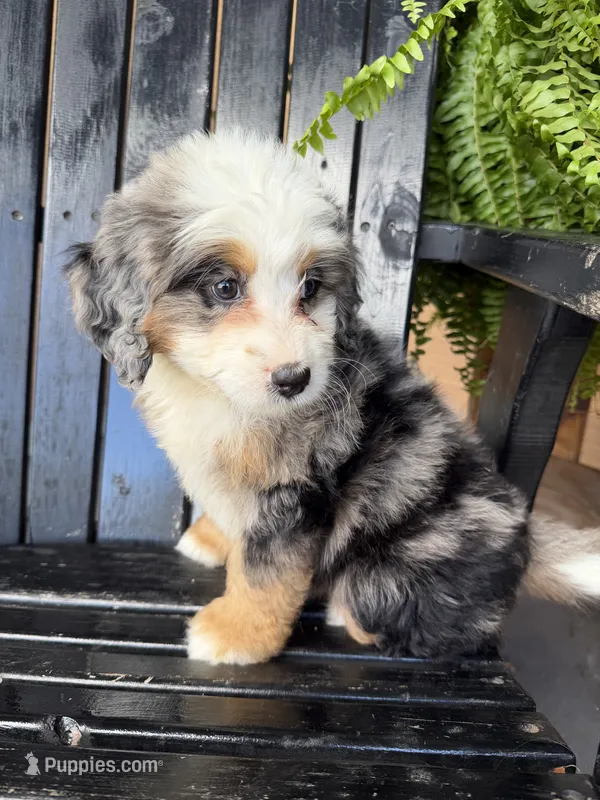 Charlotte  – Bernedoodle puppy for sale in Shipshewana, IN