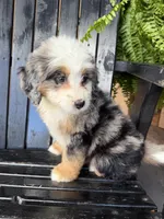 Charlotte , a female Bernedoodle for sale in Shipshewana, IN – 1 of 1