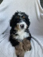 Milo, a male Miniature Bernedoodle for sale in Shipshewana, IN – 2 of 2