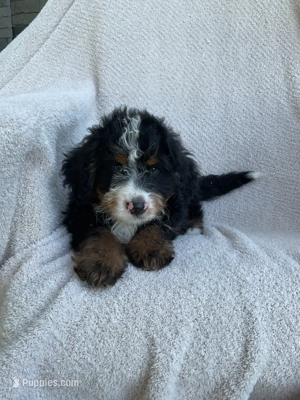 Max – Miniature Bernedoodle puppy for sale in Shipshewana, IN