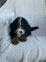 Max, a male Miniature Bernedoodle for sale in Shipshewana, IN – 1 of 1