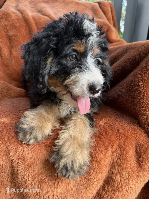 Mabel  – Bernedoodle puppy for sale in Shipshewana, IN