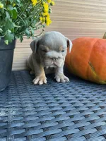 Snickers, a female English Bulldog for sale in Shipshewana, IN – Photo 3 of 5