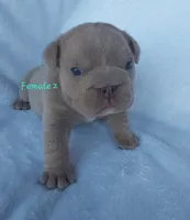 Snickers, a female English Bulldog for sale in Shipshewana, IN – Photo 4 of 5