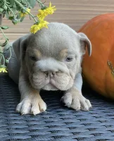 Snickers, a female English Bulldog for sale in Shipshewana, IN – Photo 2 of 5