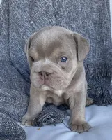 Snickers, a female English Bulldog for sale in Shipshewana, IN – Photo 5 of 5