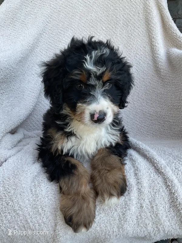 Milo – Miniature Bernedoodle puppy for sale in Shipshewana, IN