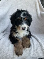 Milo, a male Miniature Bernedoodle for sale in Shipshewana, IN – 1 of 2