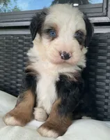 Rhett , a male Bernedoodle for sale in Shipshewana, IN – 2 of 3