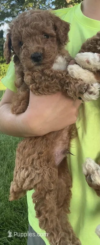Beau – Poodle - Miniature  puppy for sale in Shipshewana, IN