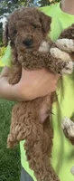 Beau, a male Poodle - Miniature  for sale in Shipshewana, IN – 1 of 1