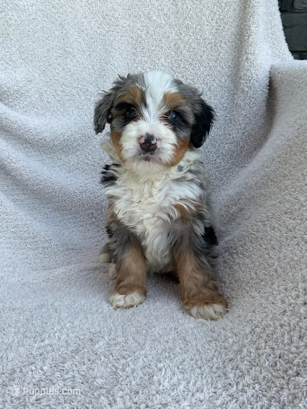 Kai – Bernedoodle puppy for sale in Shipshewana, IN