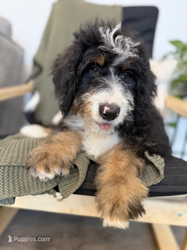 Milo – Bernedoodle, Miniature Bernedoodle puppy for sale in Shipshewana, IN