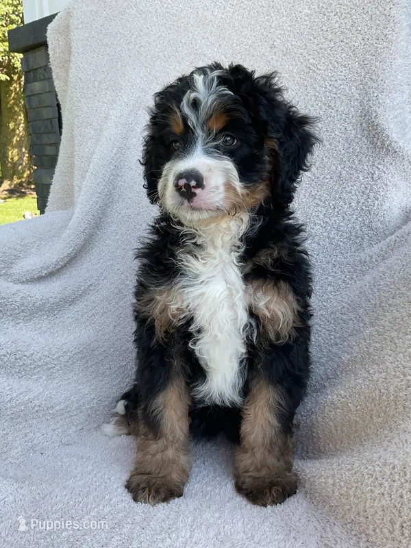 Mabel  – Miniature Bernedoodle puppy for sale in Shipshewana, IN