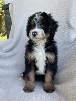 Mabel , a female Miniature Bernedoodle for sale in Shipshewana, IN – 1 of 1