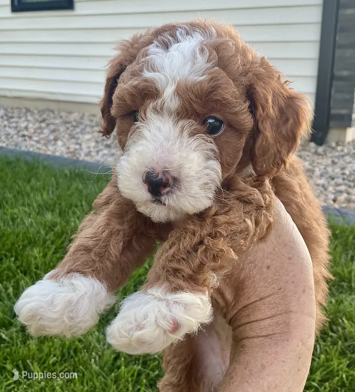 Briella  – Poodle - Miniature  puppy for sale in Shipshewana, IN
