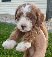 Briella , a female Poodle - Miniature  for sale in Shipshewana, IN – 1 of 1