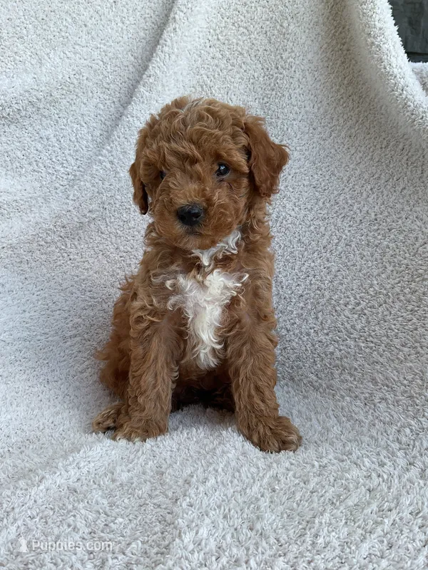 Beau – Poodle - Miniature  puppy for sale in Shipshewana, IN