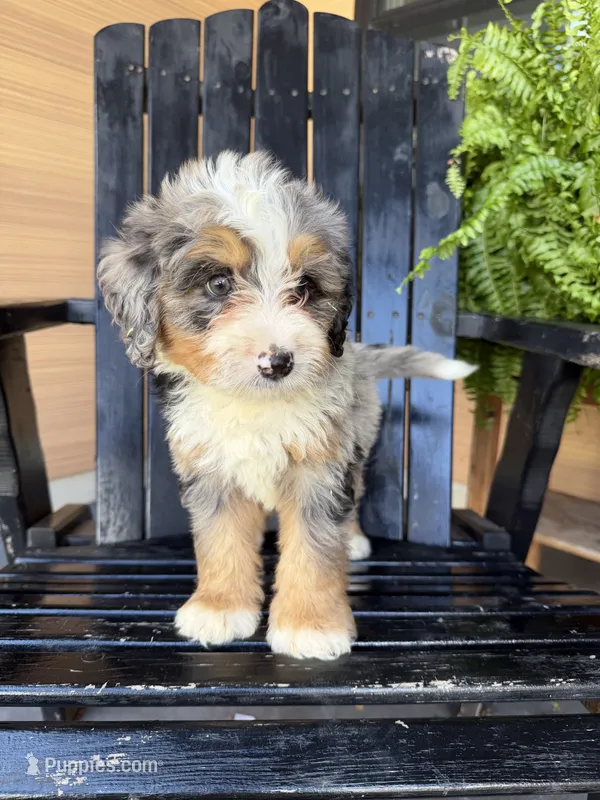 Kai – Bernedoodle puppy for sale in Shipshewana, IN