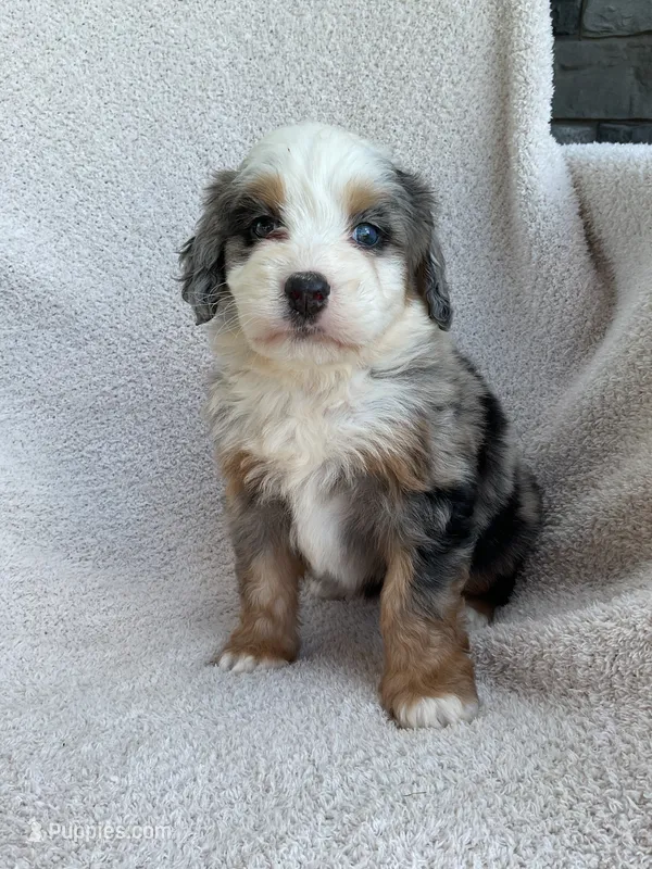 Charlotte  – Bernedoodle puppy for sale in Shipshewana, IN
