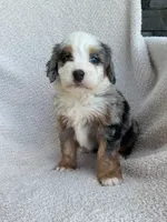 Charlotte , a female Bernedoodle for sale in Shipshewana, IN – 1 of 2