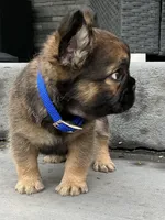 Bingo *fluffy*, a male French Bulldog for sale in Shipshewana, IN – Photo 2 of 2