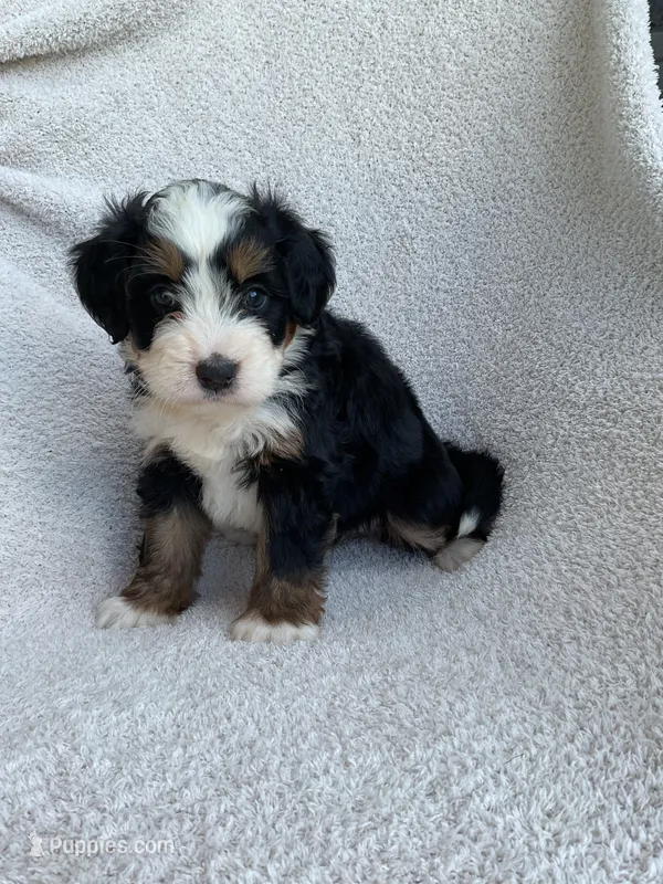 Lennox  – Bernedoodle puppy for sale in Shipshewana, IN