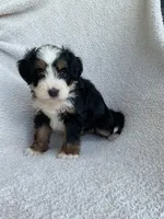 Lennox , a male Bernedoodle for sale in Shipshewana, IN – 1 of 1