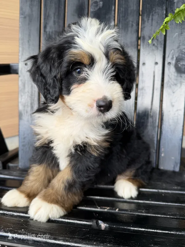 Lennox  – Bernedoodle puppy for sale in Shipshewana, IN