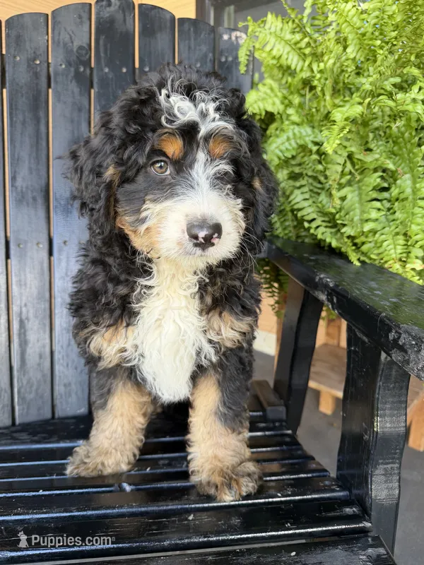 Mabel  – Bernedoodle puppy for sale in Shipshewana, IN