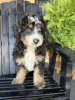 Mabel , a female Bernedoodle for sale in Shipshewana, IN – 1 of 1
