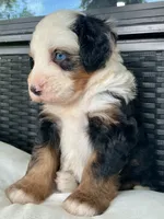 Rhett , a male Bernedoodle for sale in Shipshewana, IN – 1 of 3