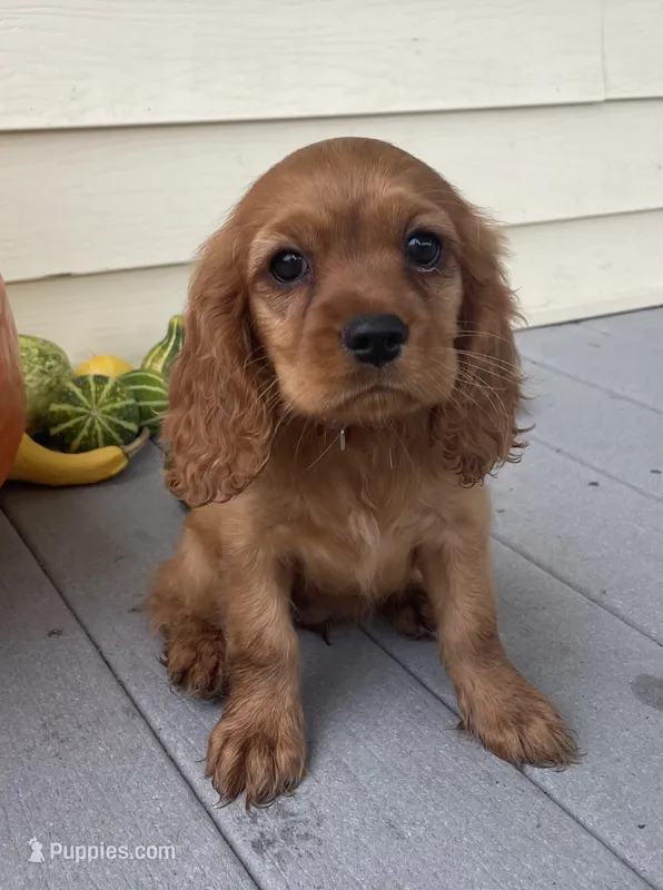 Unnamed – Cockalier puppy for sale in Alfred, NY