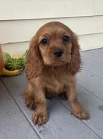 Unnamed, a female Cockalier for sale in Alfred, NY – 1 of 4