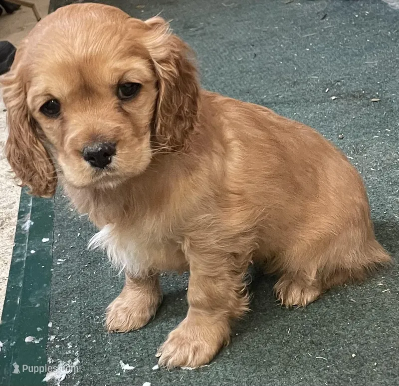 Unnamed, a female Cockalier for sale in Alfred, NY – Photo 1 of 2