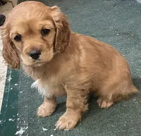 Unnamed, a female Cockalier for sale in Alfred, NY – Photo 1 of 2