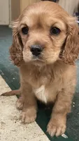 Unnamed, a female Cockalier for sale in Alfred, NY – Photo 2 of 2