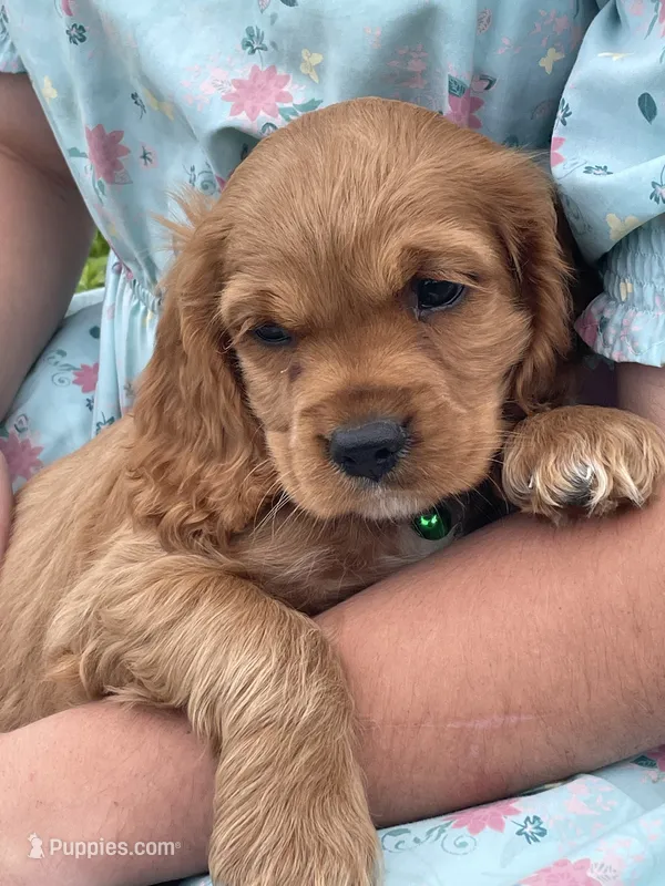 Unnnamed – Cockalier puppy for sale in Alfred, NY