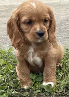 Unnamed, a male Cockalier for sale in Alfred, NY – 2 of 3