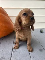 Unnamed, a female Cockalier for sale in Alfred, NY – 4 of 4