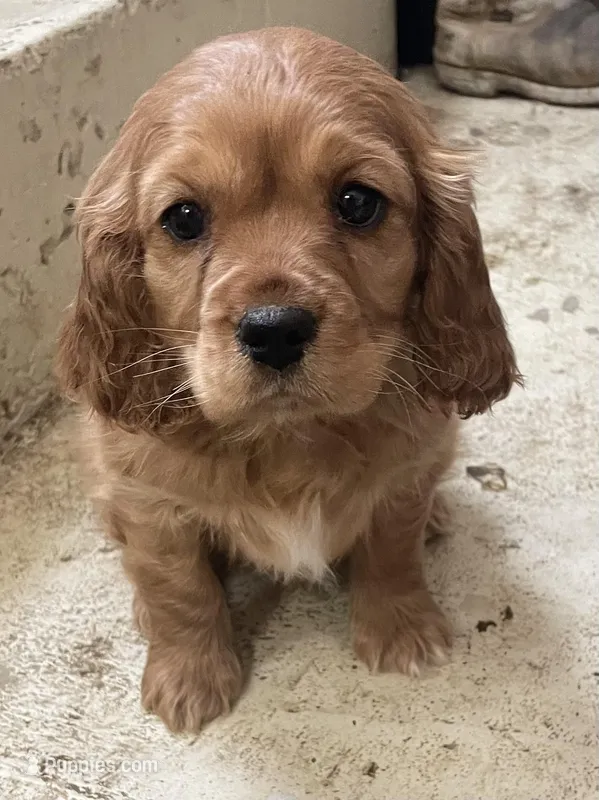 Unnamed, a male Cockalier for sale in Alfred, NY – Photo 1 of 2