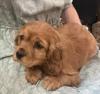 Unnamed, a male Cockalier for sale in Alfred, NY – Photo 2 of 2