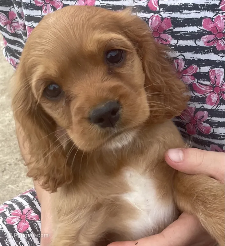 Unnamed – Cockalier puppy for sale in Alfred, NY