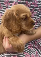 Unnamed, a female Cockalier for sale in Alfred, NY – 3 of 4