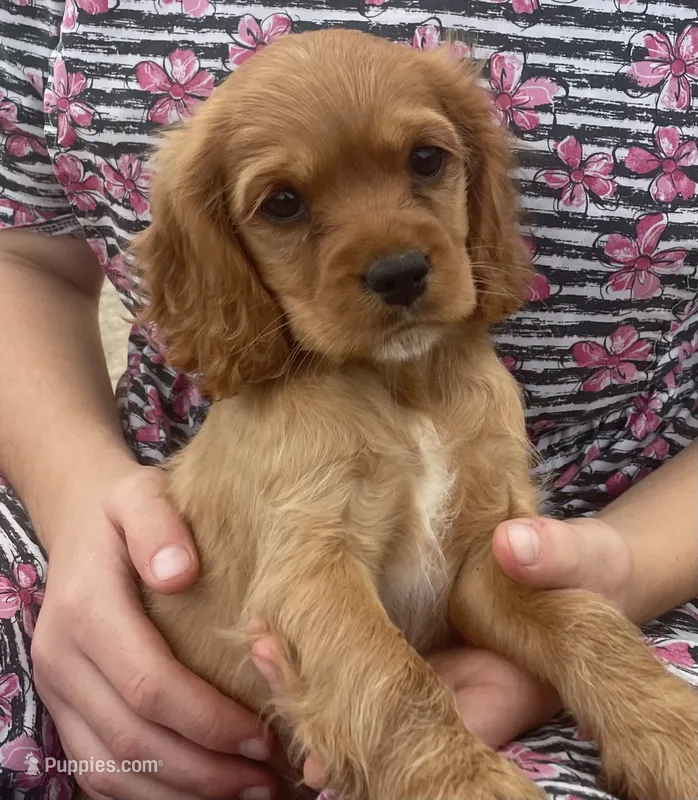 Unnamed – Cockalier puppy for sale in Alfred, NY