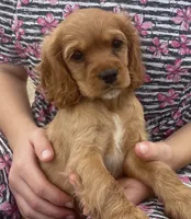 Unnamed, a female Cockalier for sale in Alfred, NY – 1 of 3
