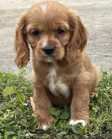Unnamed, a male Cockalier for sale in Alfred, NY – 3 of 3